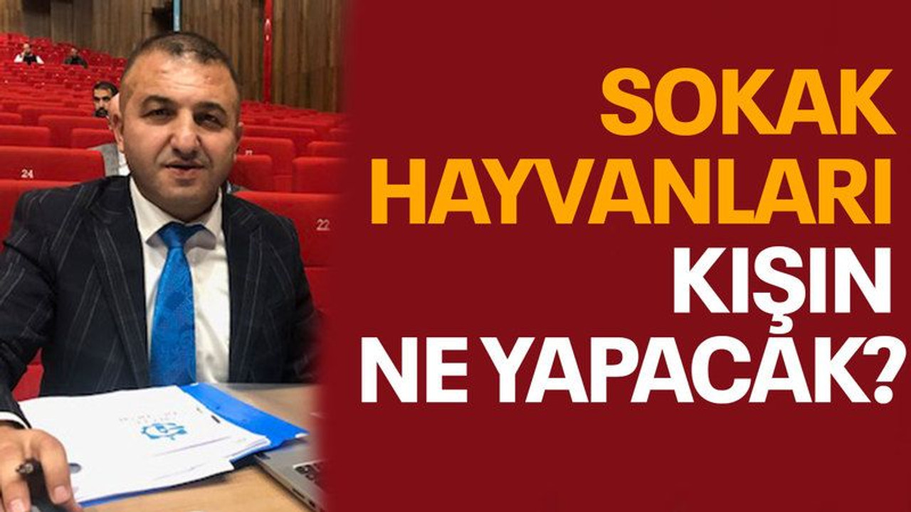 Sokak hayvanları kışın ne yapacak?